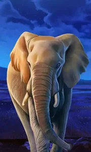 African Elephant